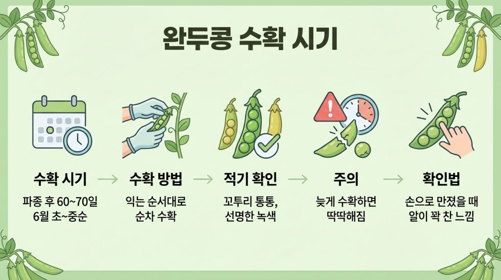 완두콩심는시기