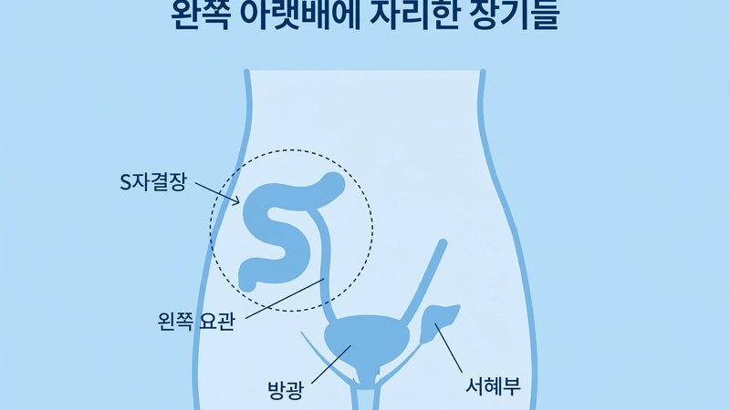 왼쪽 아랫배에 자리한 장기들
