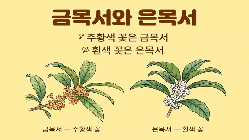 여러 의미로 전해지는 금목서 꽃말