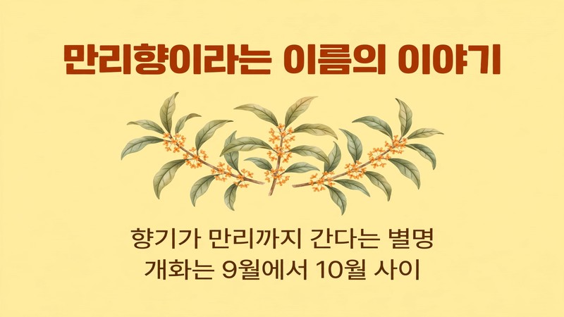 금목서와 은목서