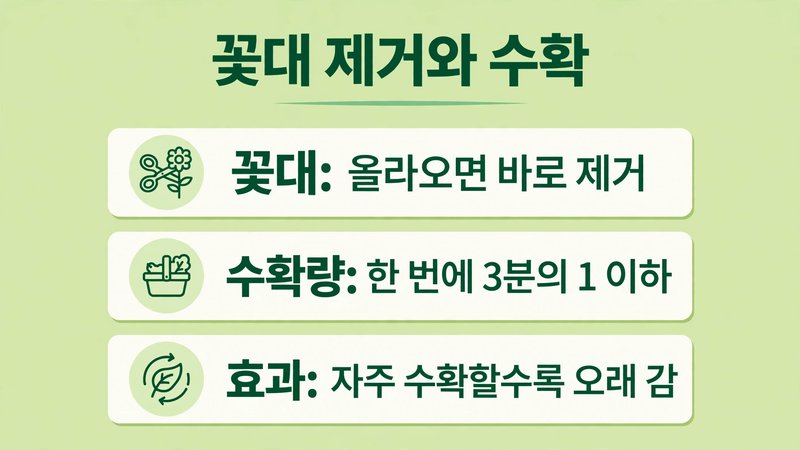 꽃대 제거와 수확