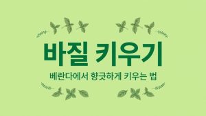 바질 키우기 thumb